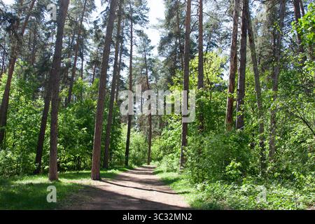 Paysage forestier. Forêt de pins profonde et haute. Un sentier paisible serpente à travers de grands arbres, de l'herbe luxuriante. La route est entre de grands pins à feuilles persistantes et du gree luxuriant Banque D'Images