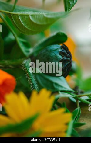 Différentes nuances de fleurs de coquelicot de Californie orange Banque D'Images