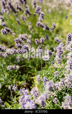 Bumblebee en vol au-dessus de Blooming Lavender Field Banque D'Images