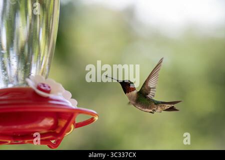 Colibri mâle à gorge de rubis plane près de la mangeoire dans une lumière douce Banque D'Images