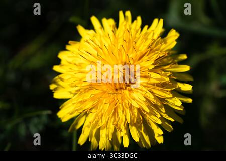 Photo macro d'un pissenlit jaune vif avec des pétales détaillés et un arrière-plan doux, capturant la chaleur et la fraîcheur d'une journée de printemps. Gros plan. Banque D'Images