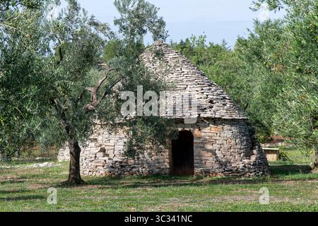 Cabane traditionnelle des Pouilles en pierre sèche ou trullo dans un verger d'oliviers avec un toit conique construit comme des abris temporaires et des entrepôts ou comme permane Banque D'Images