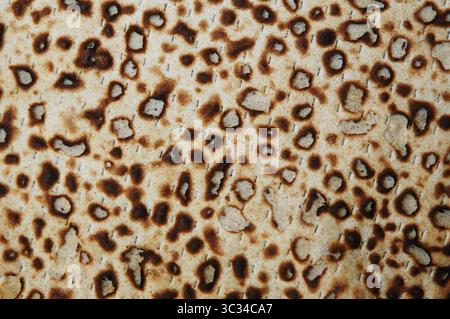 Abstrait gros plan image d'une feuille de matzah, pain sans levain mangé par les Juifs pendant le hoiday de la Pâque. Banque D'Images