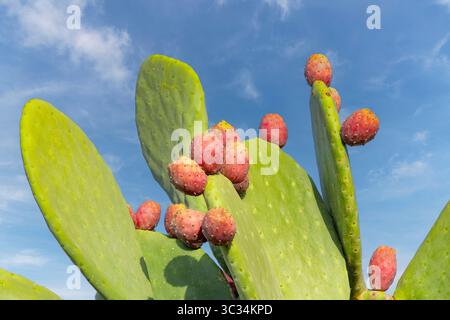 Vue rapprochée à angle bas de nombreuses feuilles d'une Opuntia ficus-indica, de la figue indienne opuntia ou du cactus de barbarie avec des fruits rouges et jaunes et Banque D'Images
