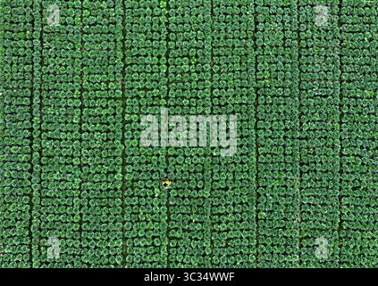 Vue aérienne d'un champ vert uniforme de cultures, interrompu par une figure solitaire debout au milieu des rangées denses, Bogura, Bangladesh. Banque D'Images