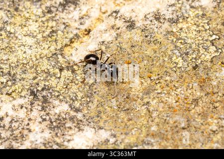 Gros plan d'une fourmi noir de jais (Lasius fuliginosus) sur une pierre recouverte de lichen aux Bordes, Yonne, France. Banque D'Images