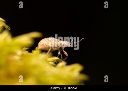 Charançon vert (Polydrusus cervinus) marchant sur de la mousse, gros plan d'un coléoptère Curculionidae, les Bordes, France. Banque D'Images