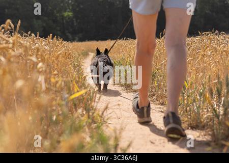 Kidderminster, Royaume-Uni. 25 juillet 2025. Météo britannique : C'est une autre journée chaude et lumineuse dans les Midlands et les promeneurs de chiens sortent tôt pour exercer leurs compagnons de chien avant que les températures ne commencent à culminer plus tard dans la journée. Crédit : Lee Hudson/Alamy Live News Banque D'Images