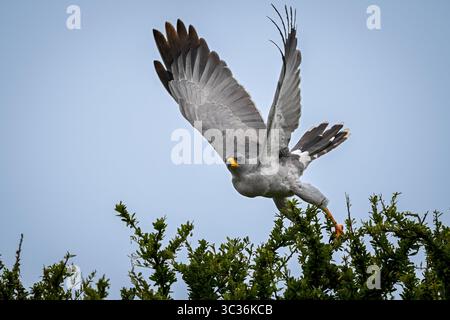 Le goshawk chante de l'est soulève des ailes qui décollent Banque D'Images