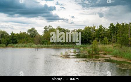 Biodiversité Haff Reimech, zone humide et réserve naturelle au Luxembourg, étang entouré de roseaux et d'arbres, point d'observation des oiseaux Banque D'Images