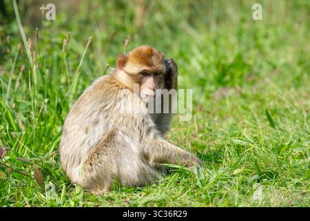 Macaque barbarie APE, singe Rhésus, faune d'Afrique du Nord, Habitat Jungle Banque D'Images
