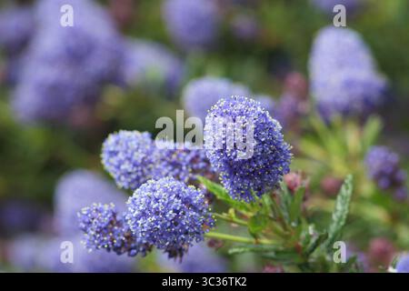 Ceanothus Concha, arbuste à feuilles persistantes aux fleurs bleu foncé au printemps. ROYAUME-UNI Banque D'Images