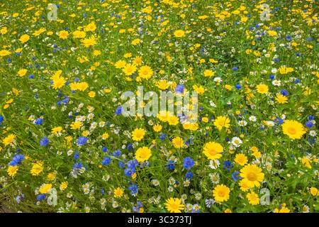 Prairie de fleurs sauvages au début de l'été, Royaume-Uni Banque D'Images