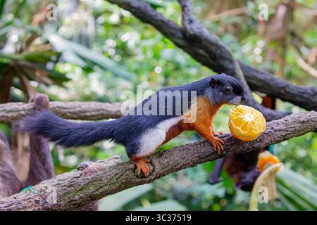 L'écureuil tricolore asiatique mange des fruits. C'est une espèce de rongeur de la famille des Sciuridae que l'on trouve dans la forêt de la péninsule thaïlandaise malaise, Sumatra Banque D'Images