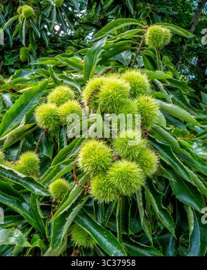 Fruits épicés de la châtaigne douce Castanea sativa également connu sous le nom de châtaigne espagnole ou européenne à la fin de l'été au Royaume-Uni Banque D'Images