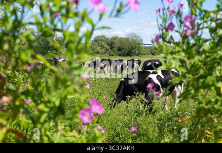 Vaches noires et blanches (bovins) qui paissent sur l'herbe dans un champ à Arundel, West Sussex, Angleterre, Royaume-Uni. Banque D'Images