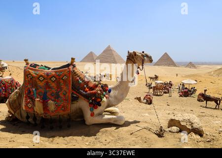 Gizeh, Egypte, 17 juillet 2025 : un touriste chevauchant un chameau devant les pyramides de Gizeh près du Caire Banque D'Images