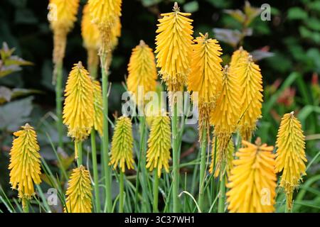 Jaune Kniphofia rouge hot poker 'Mango Popsicle' en fleur. Banque D'Images