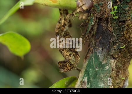 16 juin 2012, El Castillo, province d'Alajuela, Costa Rica : Anolis capito, un anole à grosse tête, sur une branche d'arbre dans la forêt tropicale du Costa Rica. (Crédit image : © Jon G. Fuller/VW pics via ZUMA Wire) Banque D'Images