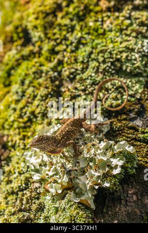 21 janvier 2018, Hawaï, États-Unis : L'anodèle brun, Anolis sagrei, également connu sous le nom d'anodèle Bahaman sur Kauai, Hawaï. Il est originaire de Cuba et des Bahamas mais a été largement introduit ailleurs. C'est une espèce envahissante à Hawaï. (Crédit image : © Jon G. Fuller/VW pics via ZUMA Wire) Banque D'Images