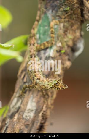 16 juin 2012, El Castillo, province d'Alajuela, Costa Rica : Anolis capito, un anole à grosse tête, sur une branche d'arbre dans la forêt tropicale du Costa Rica. (Crédit image : © Jon G. Fuller/VW pics via ZUMA Wire) Banque D'Images