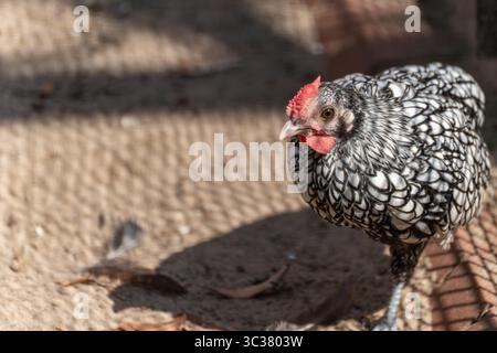 Vue latérale de Sebright Chicken Silver. Le poulet Sebright est représenté de profil, son plumage noir argenté brillant au soleil. Un pedigree élégant ch Banque D'Images