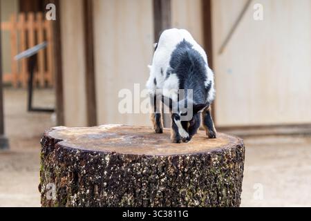 Une chèvre pygmée (Capra aegagrus hircus) debout ou reniflant sur un tronc d'arbre coupé dans une cour de ferme, montrant un comportement curieux et ludique. Banque D'Images