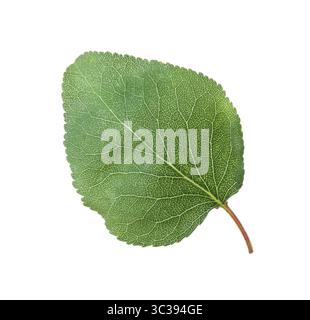 Une feuille d'abricot vert isolée sur blanc Banque D'Images