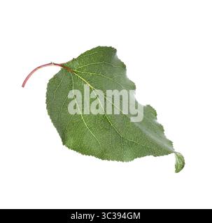Une feuille d'abricot vert isolée sur blanc Banque D'Images