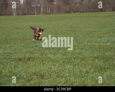 Chien brun court dans un champ avec une herbe verte Banque D'Images