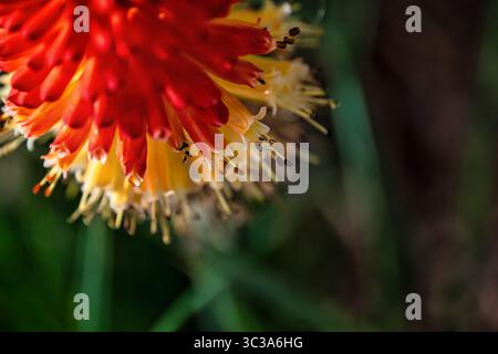 Vue rapprochée de haut en bas d'une fleur de poker rouge brûlante montrant des pétales tubulaires rouges et jaunes et des étamines sombres. Banque D'Images
