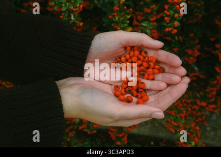 Gros plan des mains tenant doucement un bouquet de baies orange vif avec un fond flou d'un buisson chargé de baies Banque D'Images