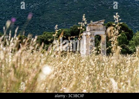 Vue lointaine des ruines du temple d'Asclépius à Épidaure, encadrées par de hautes herbes sauvages et des collines verdoyantes en arrière-plan. Banque D'Images