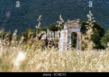 Vue lointaine des ruines du temple d'Asclépius à Épidaure, encadrées par de hautes herbes sauvages et des collines verdoyantes en arrière-plan. Banque D'Images