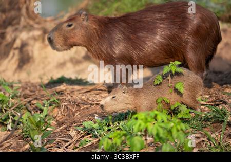 Gros plan d'une mère capybara et de son jeune chiot sur une rive dans les zones humides du Pantanal au Brésil. Banque D'Images