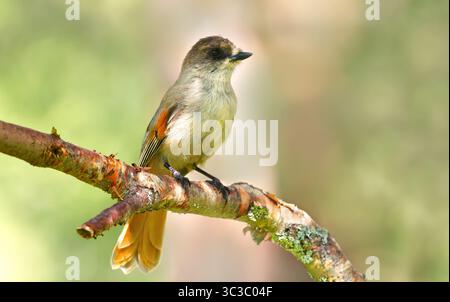 Gros plan d'un jay sibérien (Perisoreus infaustus) perché sur une branche d'arbre. Banque D'Images