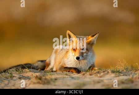 Gros plan d'un renard roux couché dans un pré pendant un coucher de soleil doré Banque D'Images