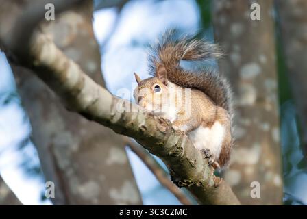 Gros plan d'un curieux jeune écureuil gris debout sur une branche d'arbre, Royaume-Uni. Banque D'Images