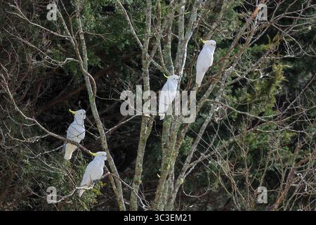 Photographie de Cockatoos à crête de soufre blanc assis dans un vieil arbre sans feuilles au soleil dans un jardin domestique dans les montagnes bleues. Banque D'Images