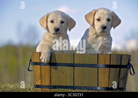 Deux chiots Labrador Retriever assis ensemble dans une jardinière en bois, regardant la caméra, curieux. Banque D'Images