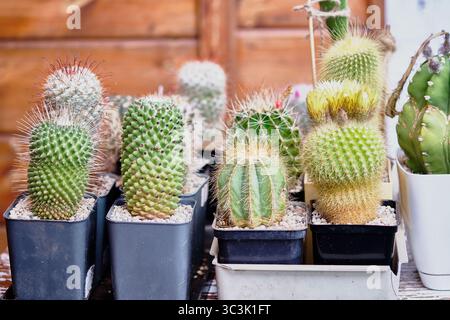 Différents types de cactus sont placés dans des jardinières noires et blanches sur une table en bois, mettant en valeur leurs formes et textures uniques dans une lumière vive. Banque D'Images