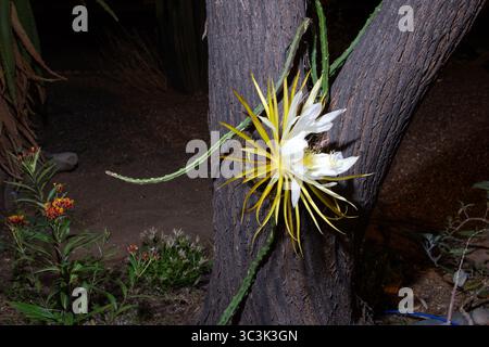 Reine de la fleur de cactus nocturne (Selenicereus grandiflorus) Banque D'Images