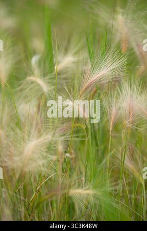 Herbe d'orge délicate à queue de foxtail avec texture moelleuse et moelleuse dans un champ sauvage. Fond naturel pour le printemps et l'été. Banque D'Images