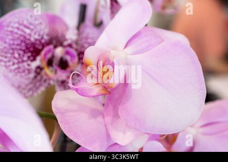Une vue rapprochée d'une plante d'orchidée Phalaenopsis rose. Banque D'Images