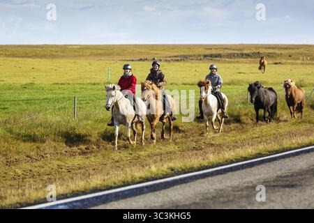 Plusieurs chevaux islandais, aussi Islandais ou poneys islandais, touristes chevauchant dans un pré, groupe de cavaliers, chevaux de remplacement en roue libre, h actif Banque D'Images