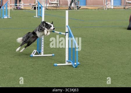 Border Collie participe au cours d'agilité lors d'un événement de jour ensoleillé dans le parc local Banque D'Images