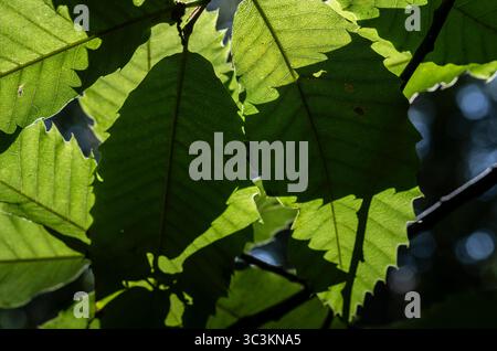 La lumière du soleil crée des formes et des motifs d'ombre sur les feuilles de châtaignier de cheval vues d'en bas dans une forêt du Worcestershire, en Angleterre. Banque D'Images