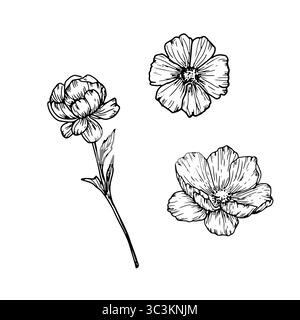 Bouquet de fleurs sauvages avec pétales et bourgeons, croquis noir et blanc. Illustration vectorielle. Ensemble de silhouettes de fleurs et de feuilles, isolées sur blanc Illustration de Vecteur