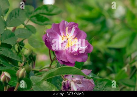 Fleur violette. Une rose violette avec un noyau jaune entouré de verdure sur un fond flou doux. Fleur de roses violettes pour fond, poste, écrans Banque D'Images