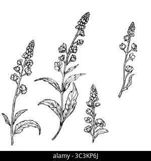 Fleurs de printemps avec pétales et feuilles, ensemble de silhouettes, croquis noir et blanc. Illustration vectorielle. Fleurs de prairie, isolées sur fond blanc Illustration de Vecteur